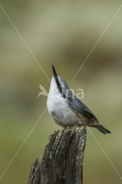 Nuthatch (Sitta europaea europaea)