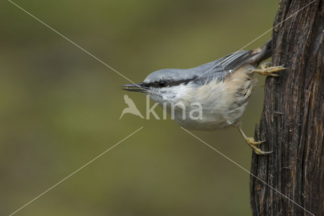 Nuthatch (Sitta europaea europaea)