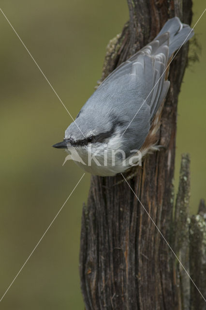 Nuthatch (Sitta europaea europaea)