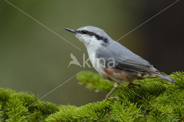 Nuthatch (Sitta europaea europaea)