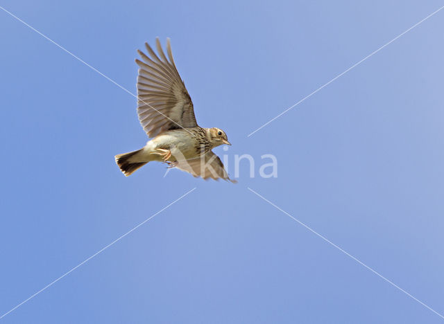 Wood Lark (Lullula arborea)