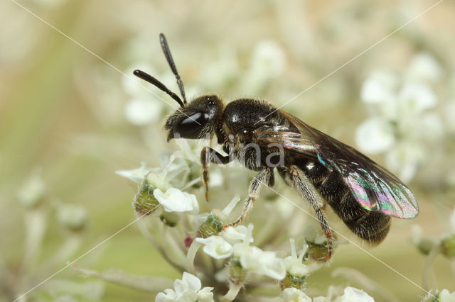 Borstelgroefbij (Lasioglossum nitidiusculum)