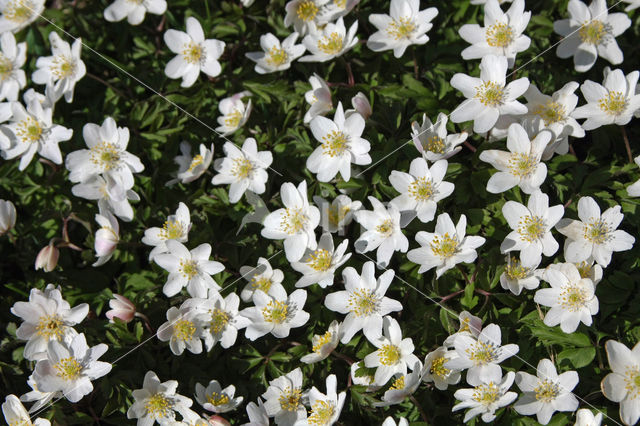 Wood Anemone (Anemone nemorosa)