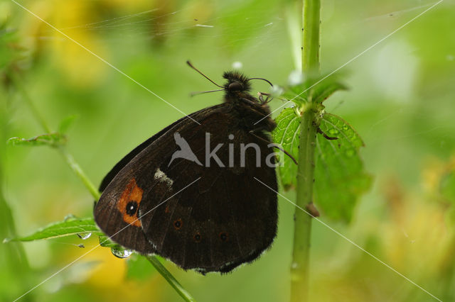 Boserebia (Erebia ligea)