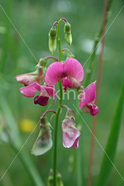 Boslathyrus (Lathyrus sylvestris)