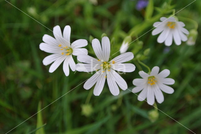 Wood Stitchwort (Stellaria nemorum)