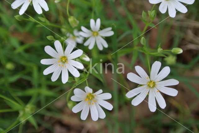 Wood Stitchwort (Stellaria nemorum)