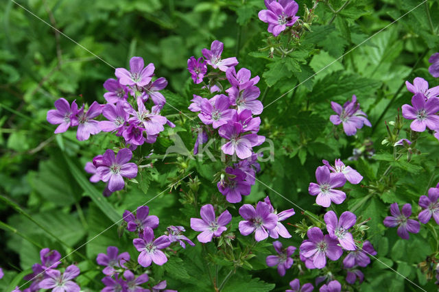 Wood Crane's-bill (Geranium sylvaticum)