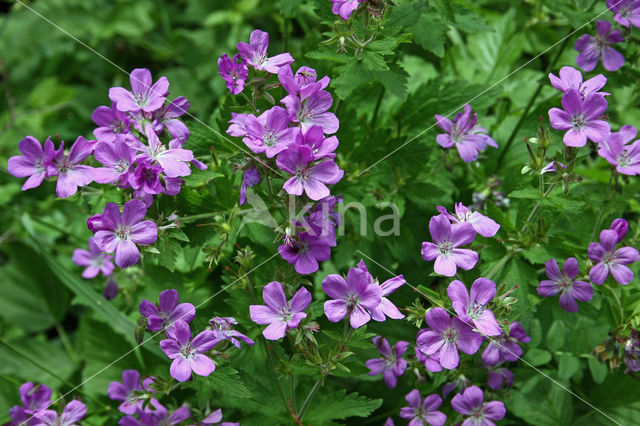 Wood Crane's-bill (Geranium sylvaticum)