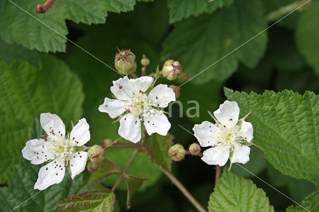 Dewberry (Rubus caesius)