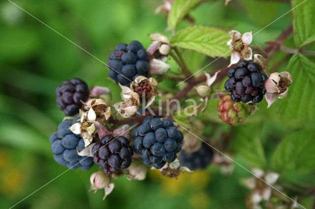 Dewberry (Rubus caesius)