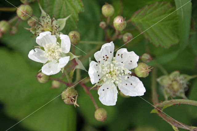 Dewberry (Rubus caesius)