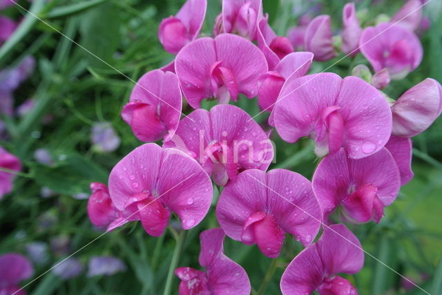 Broad-leaved Everlasting Pea (Lathyrus latifolius)