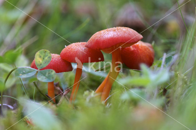 Broos vuurzwammetje (Hygrocybe helobia)