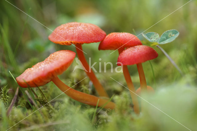 Broos vuurzwammetje (Hygrocybe helobia)