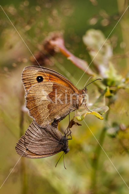 Meadow Brown (Maniola jurtina)