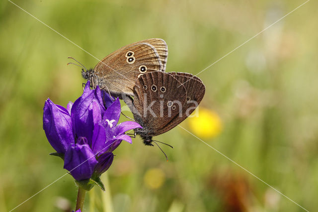 Meadow Brown (Maniola jurtina)