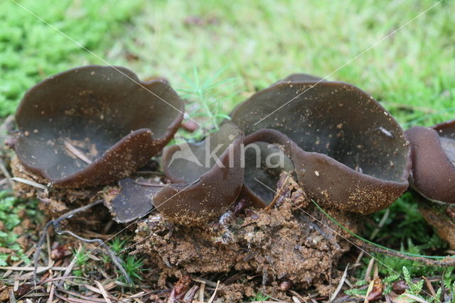Bruine bekerzwam (Peziza badia)
