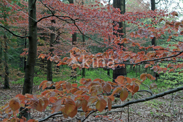 Bruine Beuk (Fagus sylvatica purpurea)