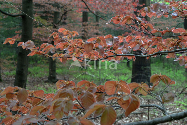 Bruine Beuk (Fagus sylvatica purpurea)