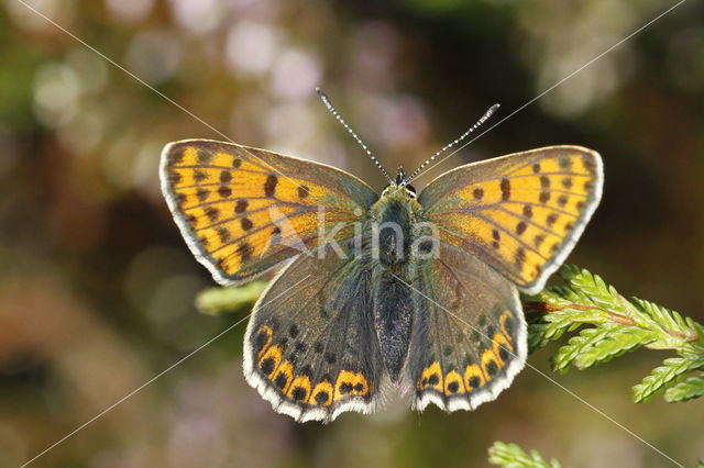 Bruine vuurvlinder (Lycaena tityrus)