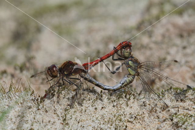 Common Darter (Sympetrum striolatum)