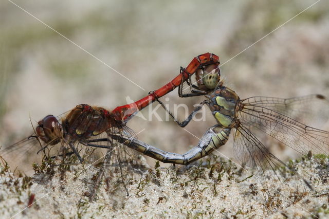 Bruinrode heidelibel (Sympetrum striolatum)