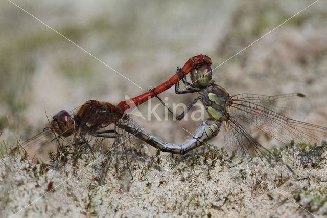 Bruinrode heidelibel (Sympetrum striolatum)