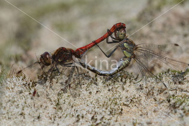 Bruinrode heidelibel (Sympetrum striolatum)