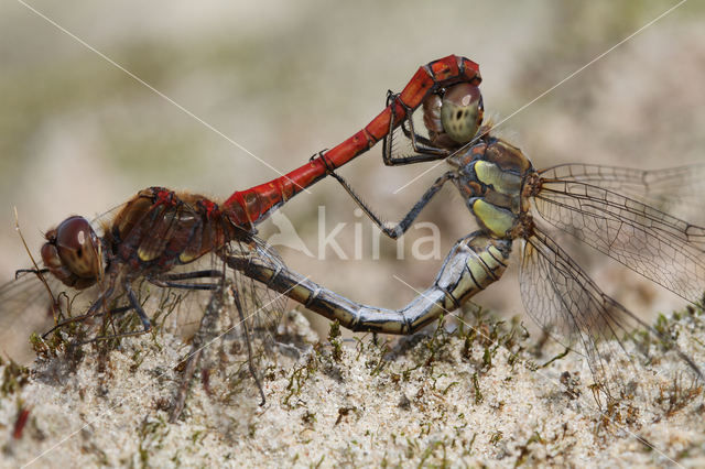 Bruinrode heidelibel (Sympetrum striolatum)