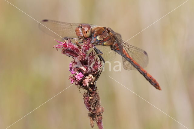 Common Darter (Sympetrum striolatum)