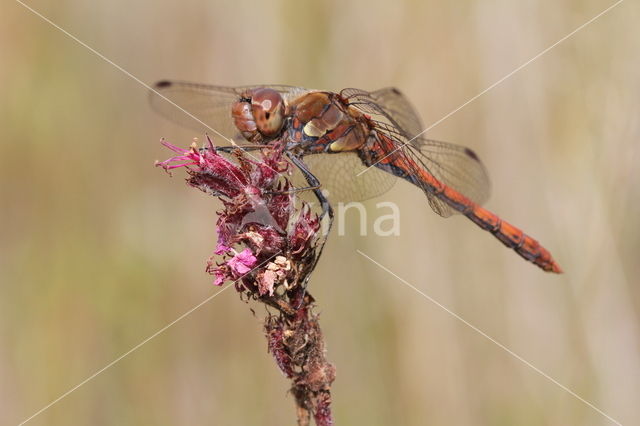 Common Darter (Sympetrum striolatum)