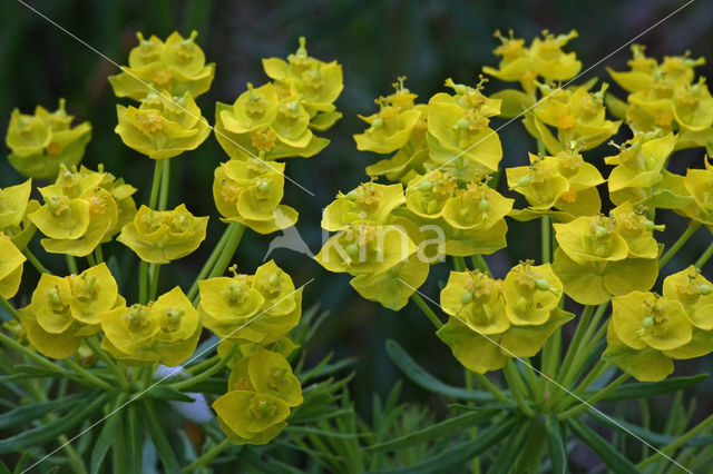 Cypress Spurge (Euphorbia cyparissias)