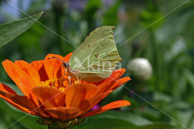 Citroenvlinder (Gonepteryx rhamni)