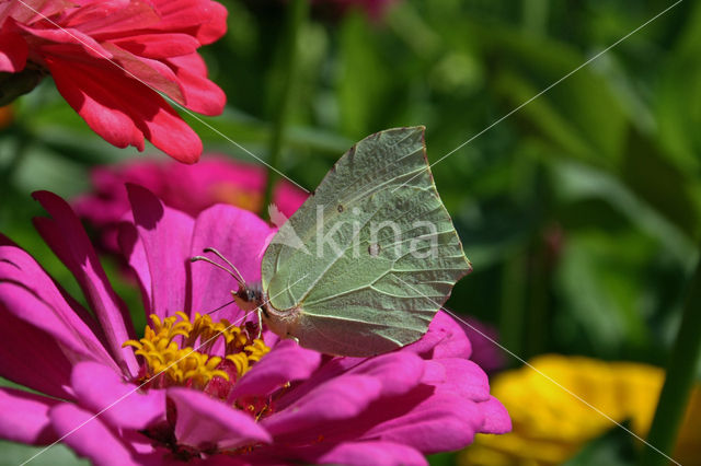 Citroenvlinder (Gonepteryx rhamni)