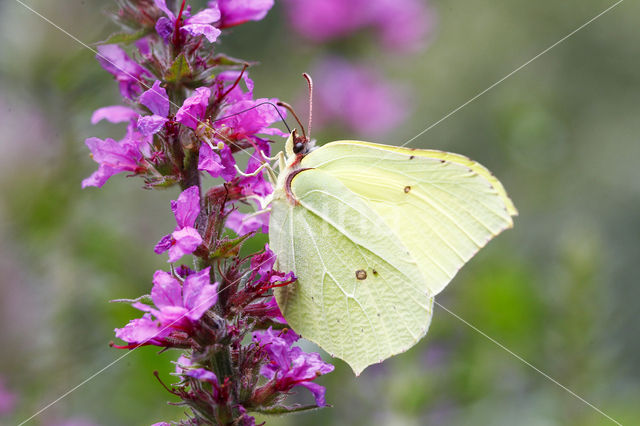 Citroenvlinder (Gonepteryx rhamni)