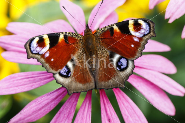 Peacock (Inachis io)