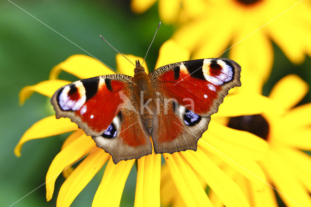 Peacock (Inachis io)