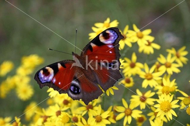 Peacock (Inachis io)