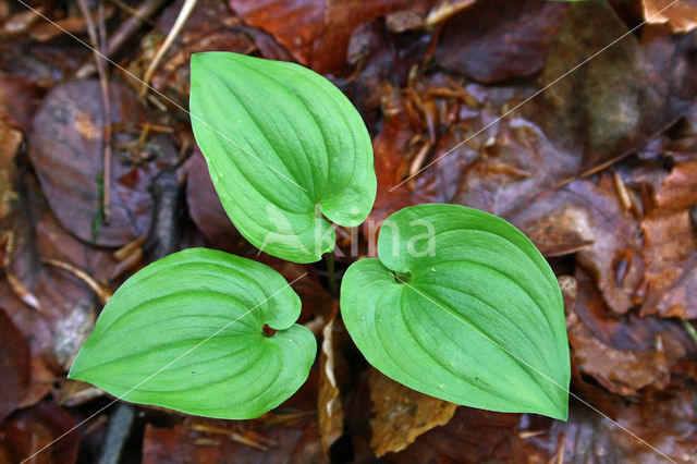 Dalkruid (Maianthemum bifolium)