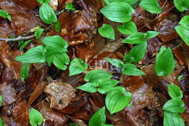 Dalkruid (Maianthemum bifolium)