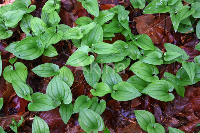 Dalkruid (Maianthemum bifolium)