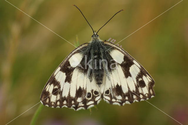 Dambordje (Melanargia galathea)