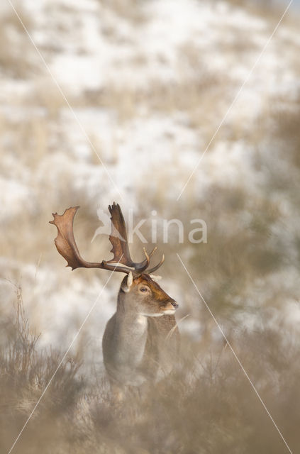 Fallow Deer (Dama dama)