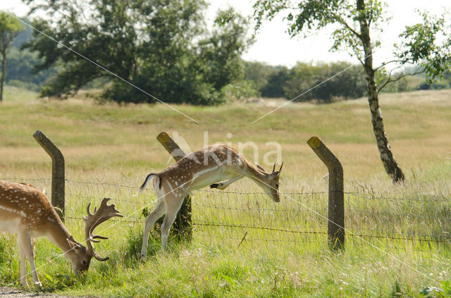 Fallow Deer (Dama dama)