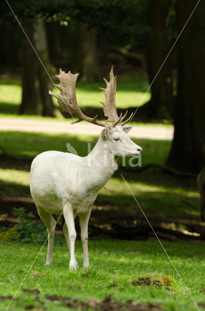 Fallow Deer (Dama dama)