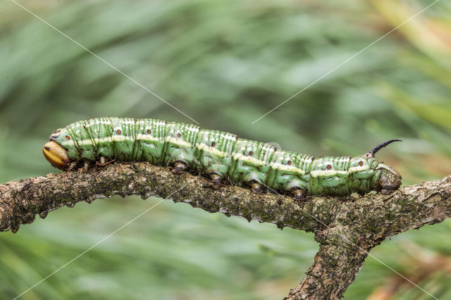 Dennenpijlstaart (Sphinx pinastri)