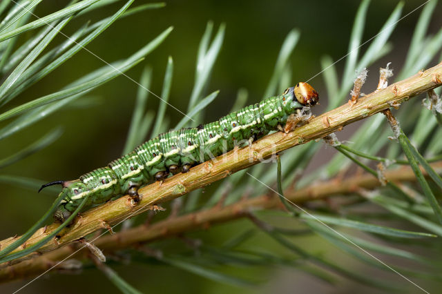 Dennenpijlstaart (Sphinx pinastri)