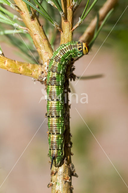 Dennenpijlstaart (Sphinx pinastri)