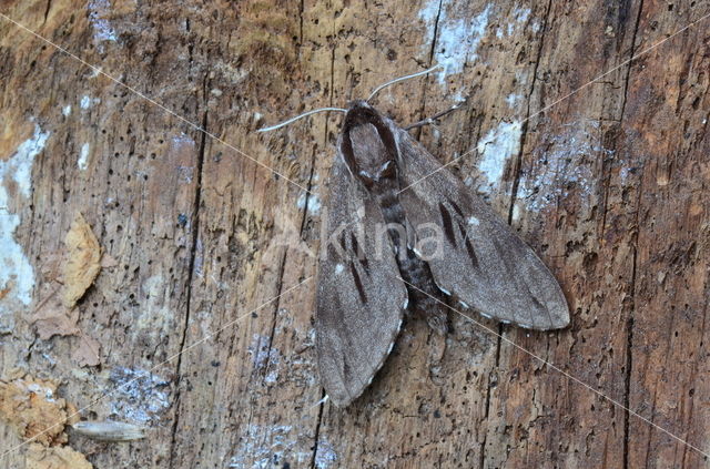 Dennenpijlstaart (Sphinx pinastri)